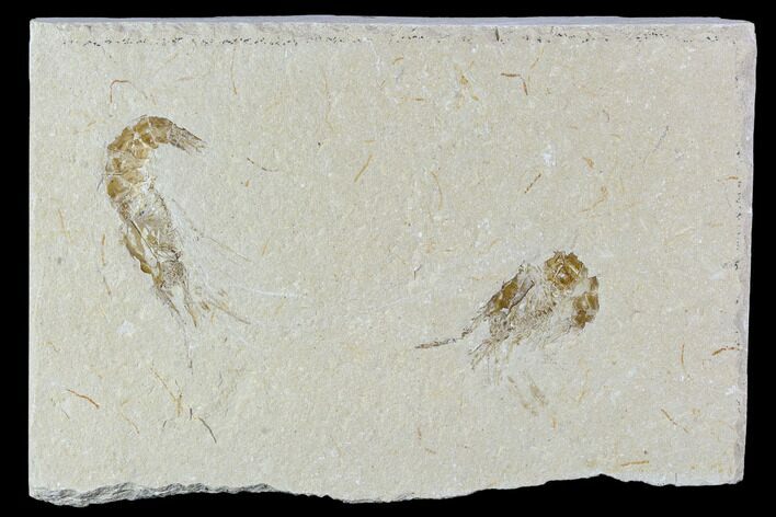 Two Cretaceous Fossil Shrimp Plate - Lebanon #107657